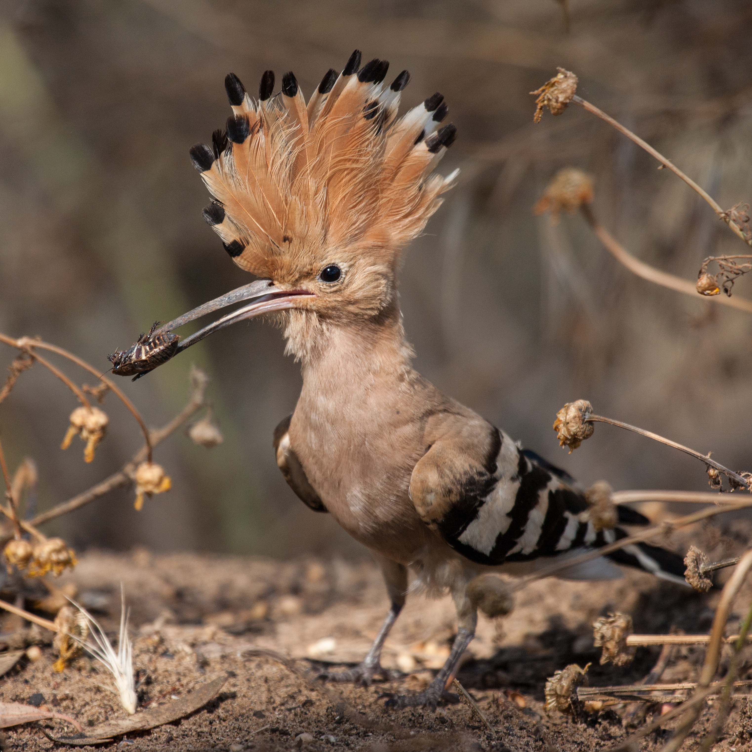 Hoopoe.jpg